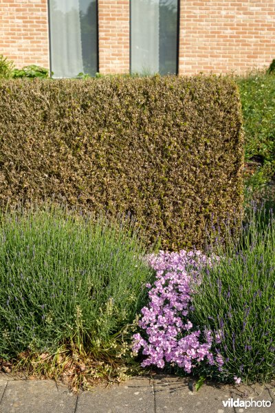 Buxus met buxusmot