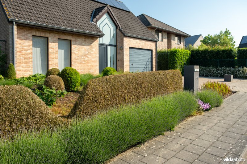 Buxus met buxusmot