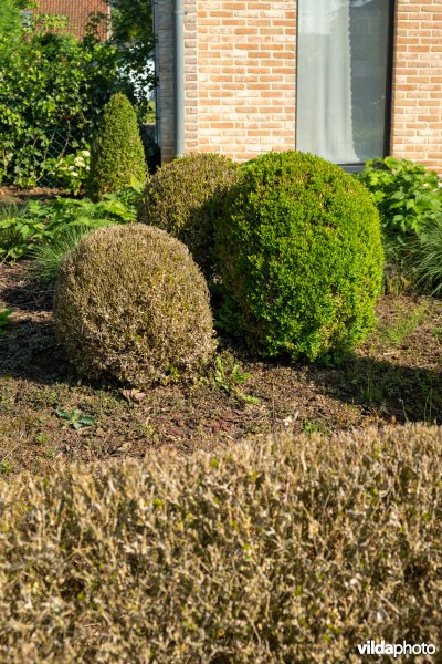 Buxus met buxusmot