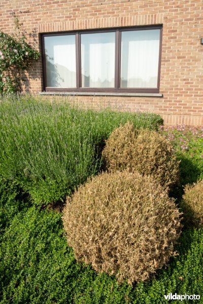 Buxus met buxusmot