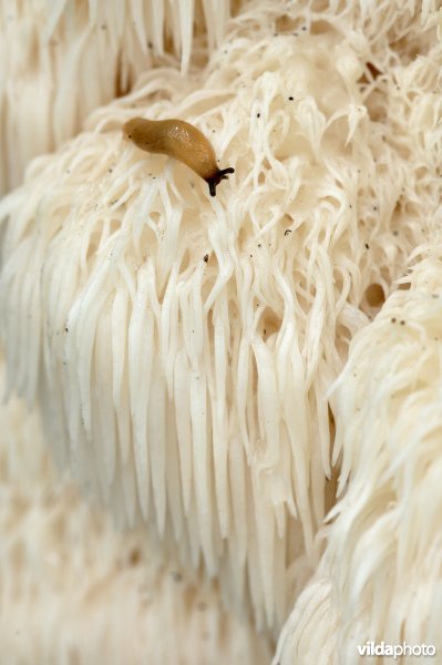 Pruikzwam in bosreservaat 