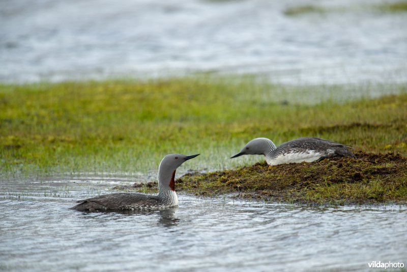 Roodkeelduiker