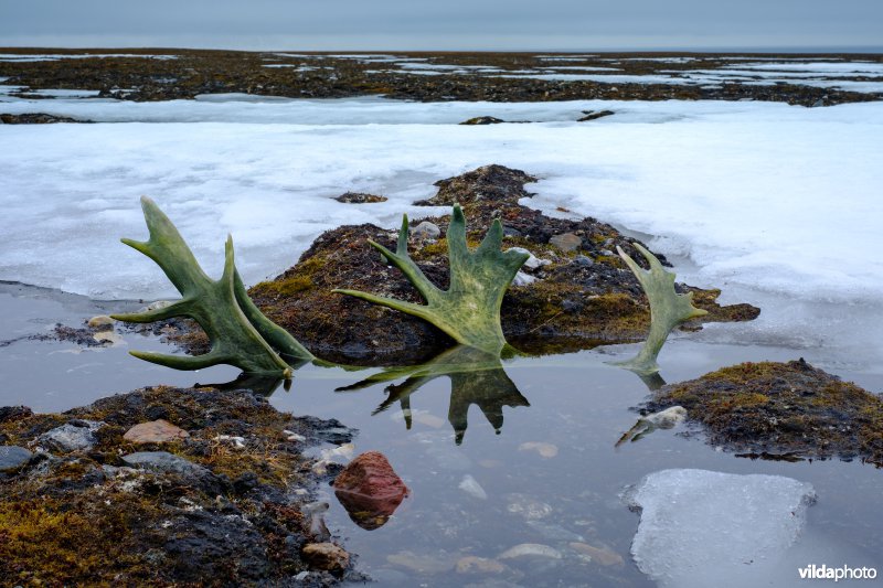 Rendiergewei op arctische toendra