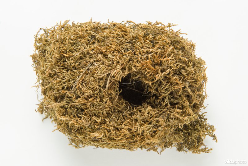 Nest van Winterkoning