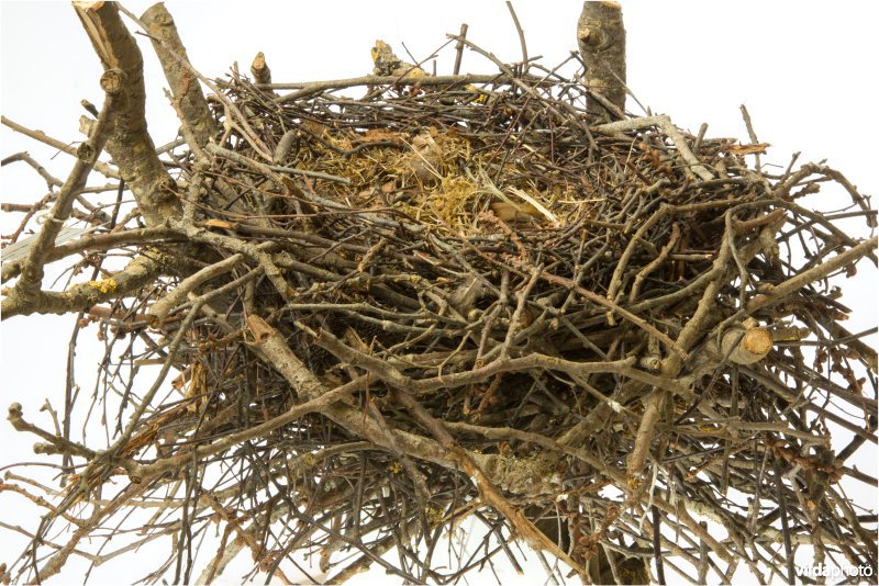Nest van Roek