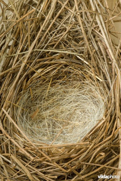 Nest van Rietgors