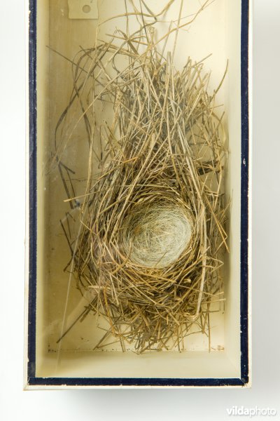 Nest van Rietgors