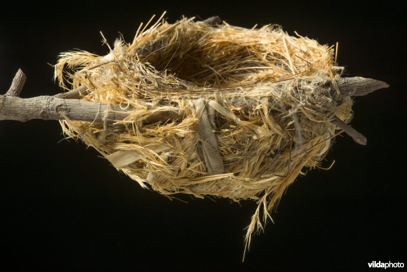 Nest van Wielewaal