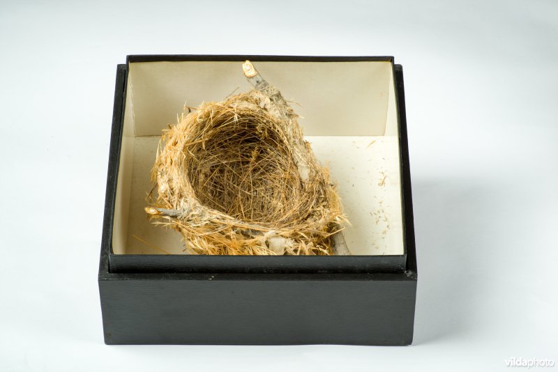 Nest van Wielewaal