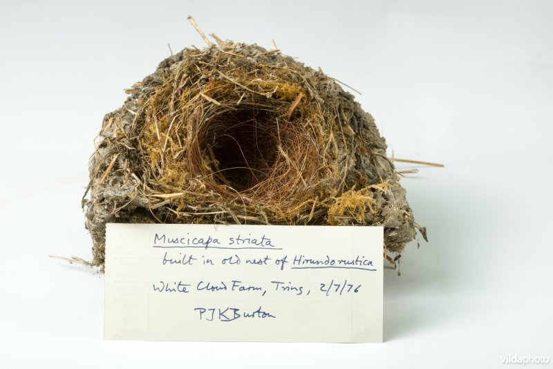 Nest van Grauwe vliegenvanger