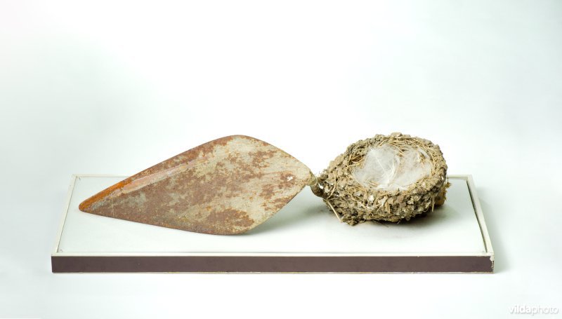 Nest van Boerenzwaluw op metseltroffel