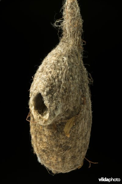 Nest van Buidelmees