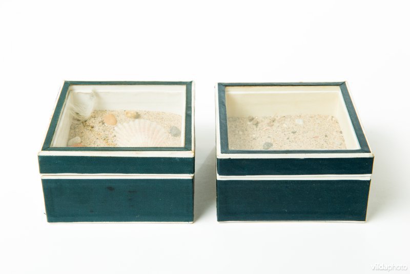 Nestje van dwergstern in een museum