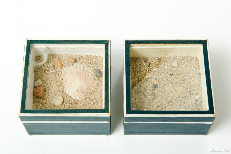 Nestje van dwergstern in een museum