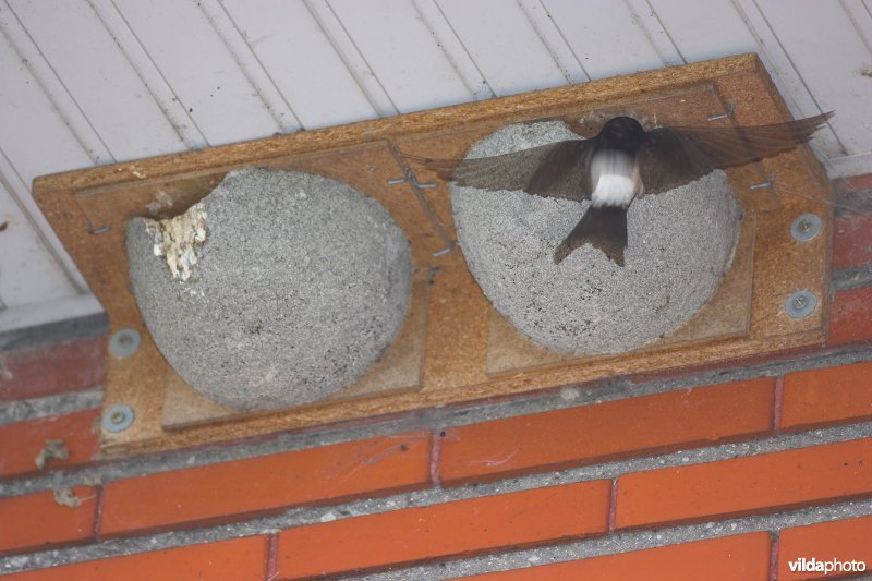 Kunstnest voor Huiszwaluwen