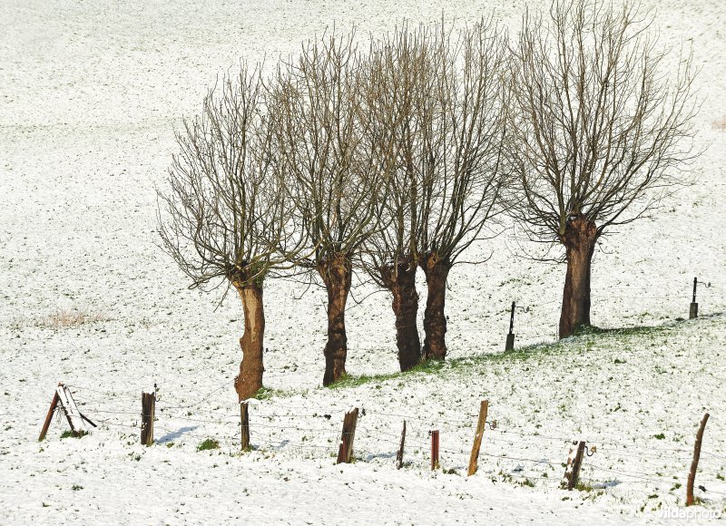 Vlaamse Ardennen