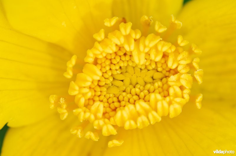 Spindotterbloem
