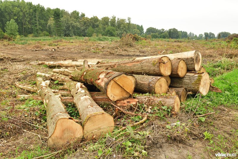 Rooiwerken in de Vlassenbroekse polders