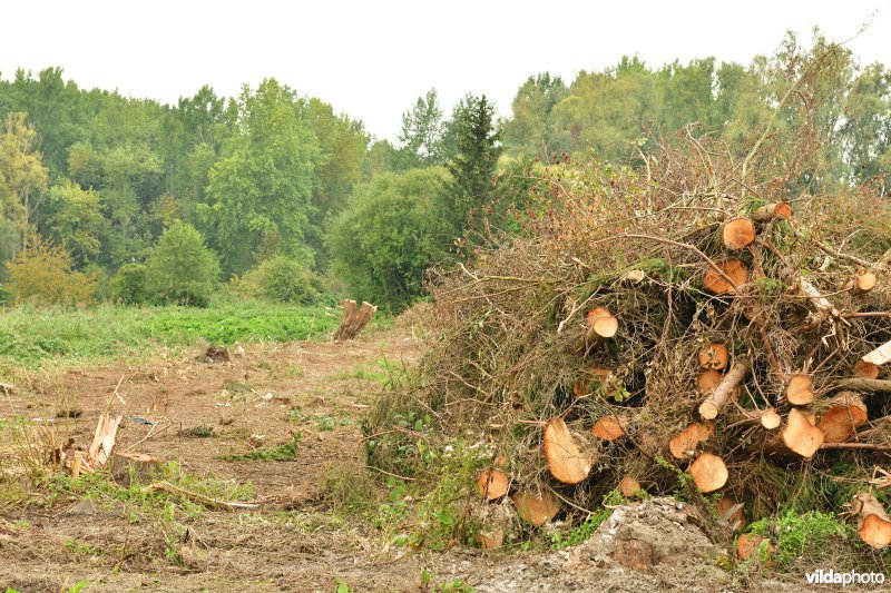 Rooiwerken in de Vlassenbroekse polders