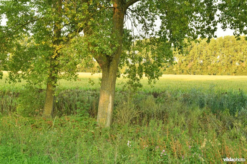 Uiterdijk in de Vlassenbroekse polder