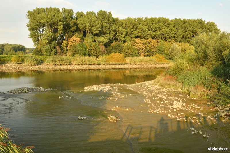 Bergenmeersen