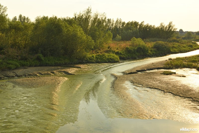 Bergenmeersen