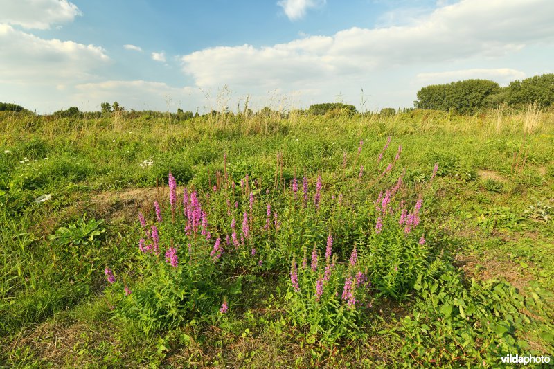 Paardeweide