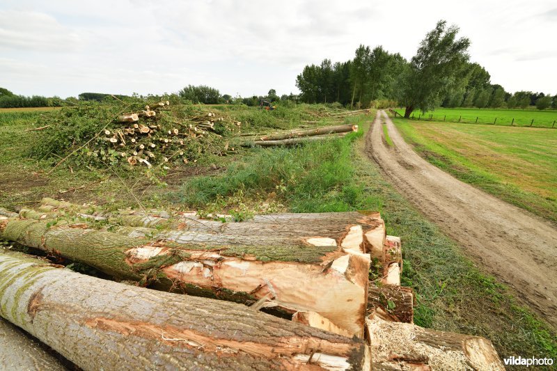 Oude Schelde in de Kalkense meersen