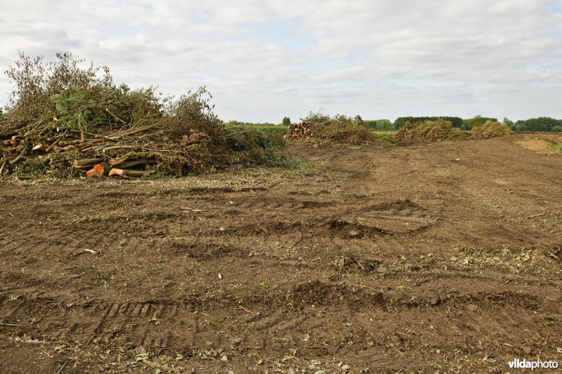 Oude Schelde in de Kalkense meersen