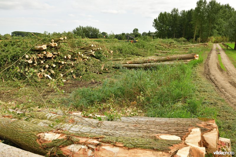 Oude Schelde in de Kalkense meersen