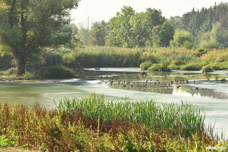 Wijmeers in de Kalkense meersen