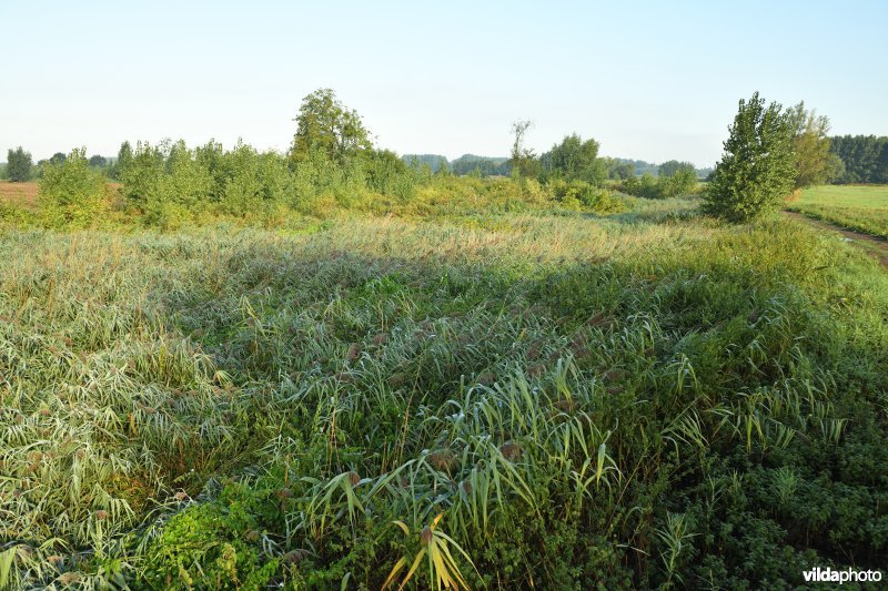 Oude Schelde in de Kalkense meersen