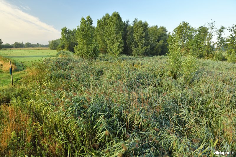 Oude Schelde in de Kalkense meersen