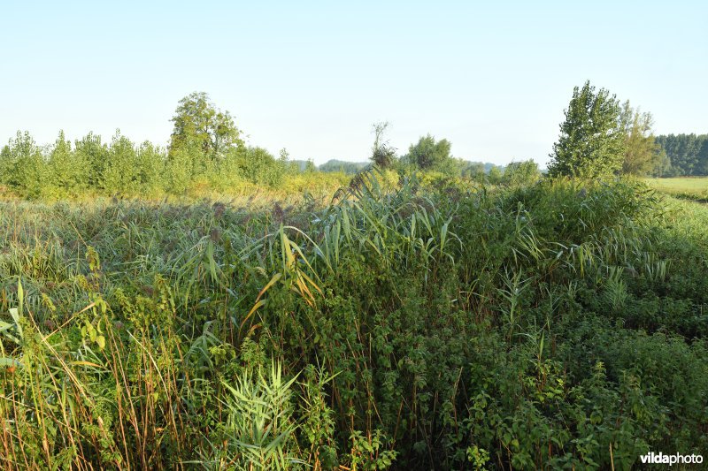 Oude Schelde in de Kalkense meersen