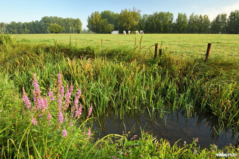 Vingelinkbeekvallei