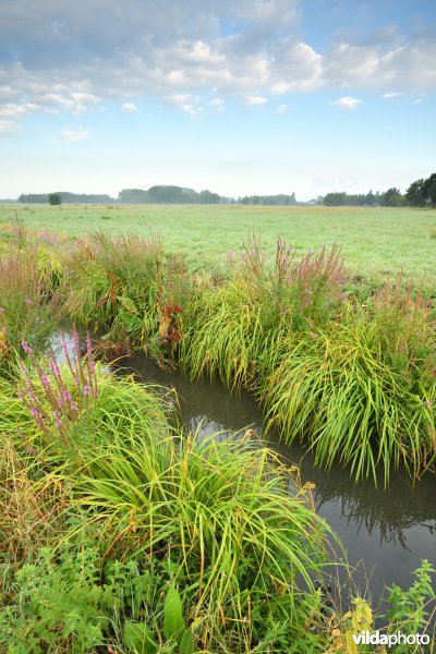 Kalkense Meersen