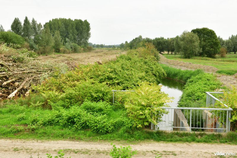 Oude Schelde in de Kalkense meersen