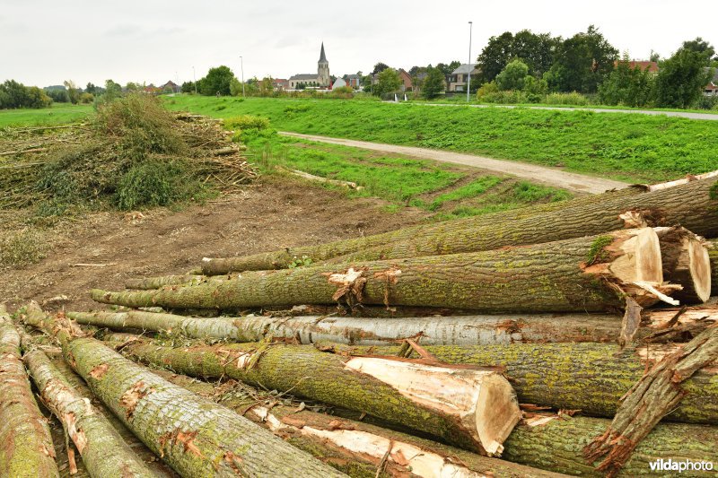 Oude Schelde in de Kalkense meersen