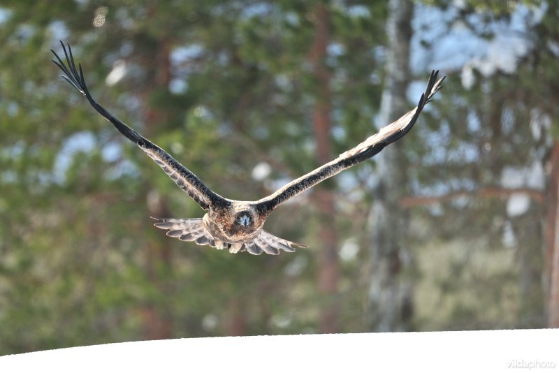 Aanvliegende Steenarend