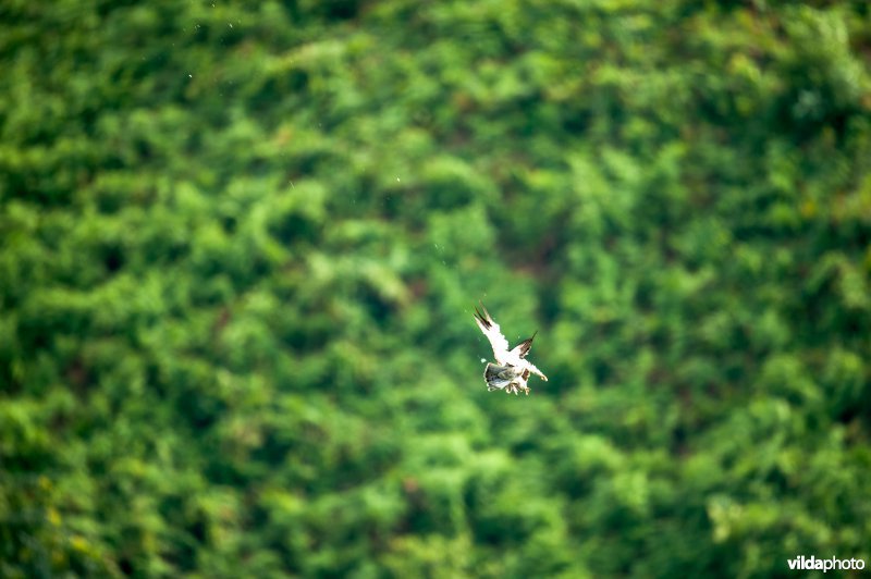 Dwergarend wordt geschoten door stropers