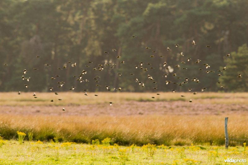 Een groep vinken en kepen