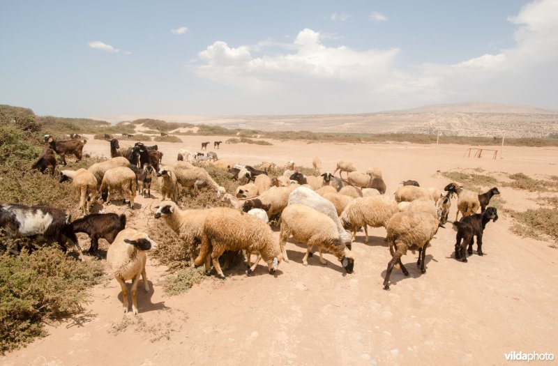 Schapen grazen in woestijn