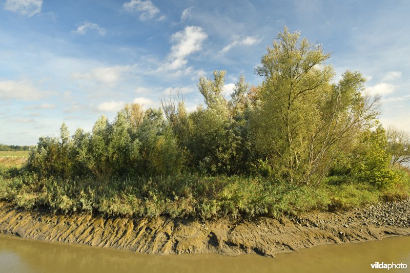 KBR polder: monding van de Kallebeek