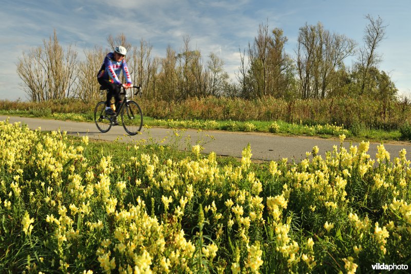 Fietsers langs de Schelde