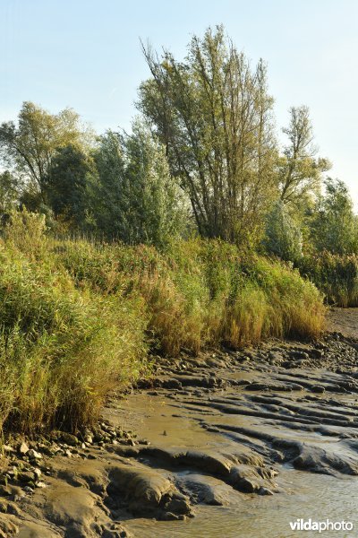 Schorren aan de Schelde