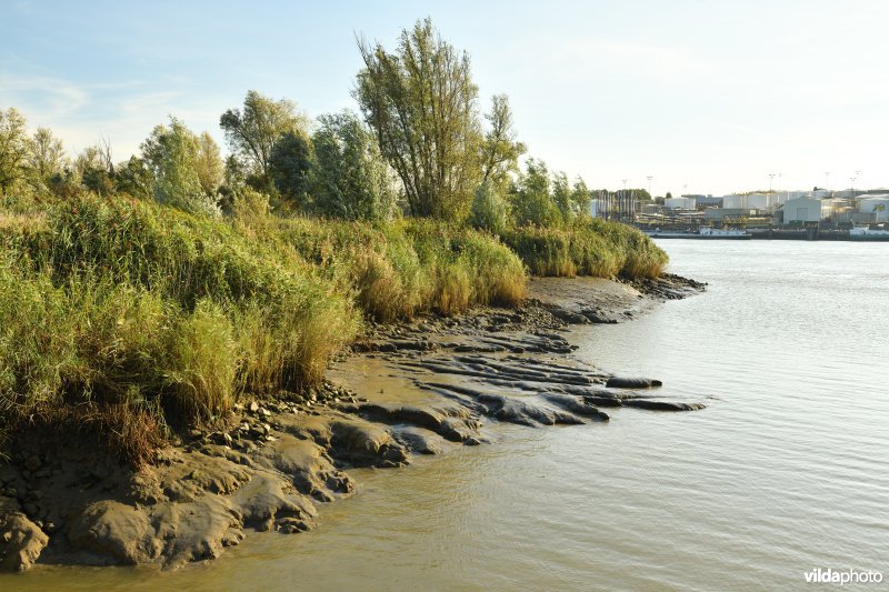 Schorren aan de Schelde