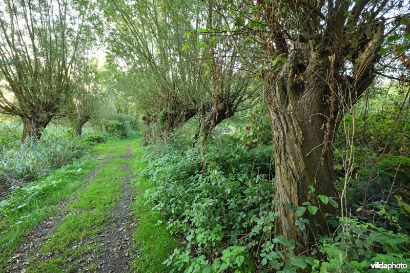 Wandelpad tussen knotwilgen aan de Rupelmondse kreek