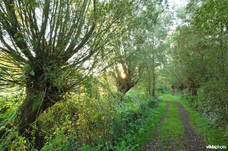 Rupelmondse kreek