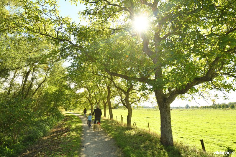 Okkernotenbomen langs de Oude Durme