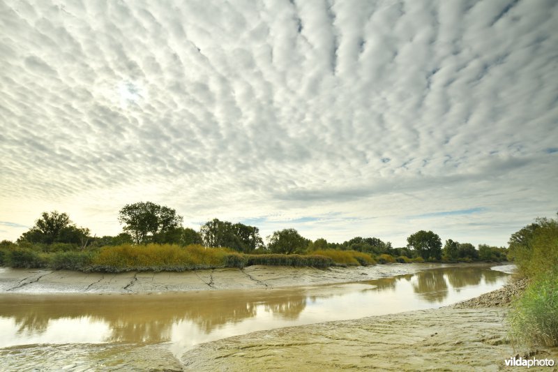 Zoetwaterschorren van de Durme